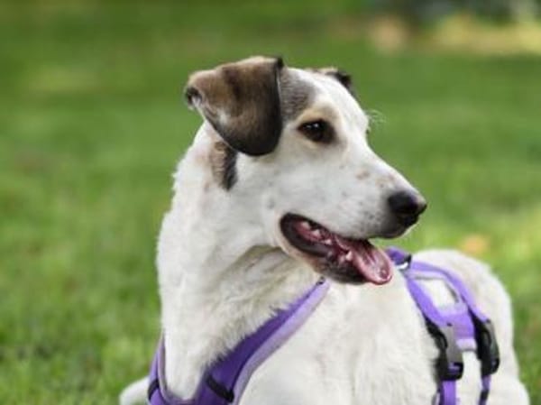 Felicia wünscht sich endgültiges Zuhause