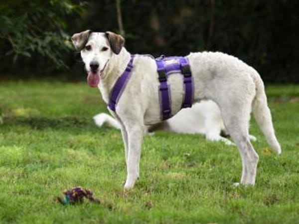 Felicia wünscht sich endgültiges Zuhause