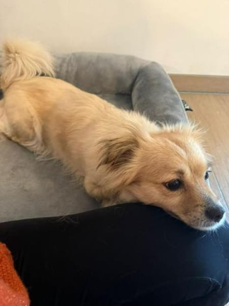 Sonnenschein Kira sucht ihre Familie