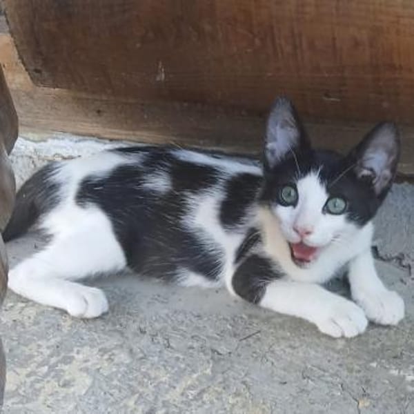 Kleiner Multi sucht Zuhause!