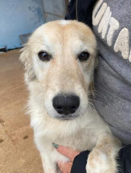 Bigné in der Tierherberge Donzdorf