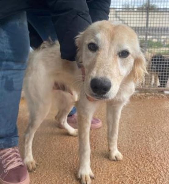 Bigné in der Tierherberge Donzdorf