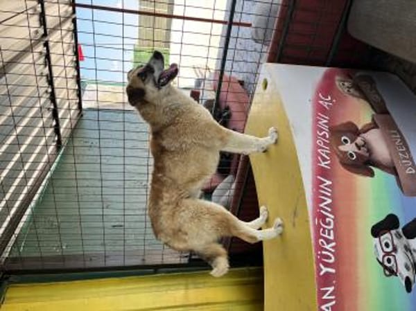 Kana sucht ein Zuhause / Pflegestelle