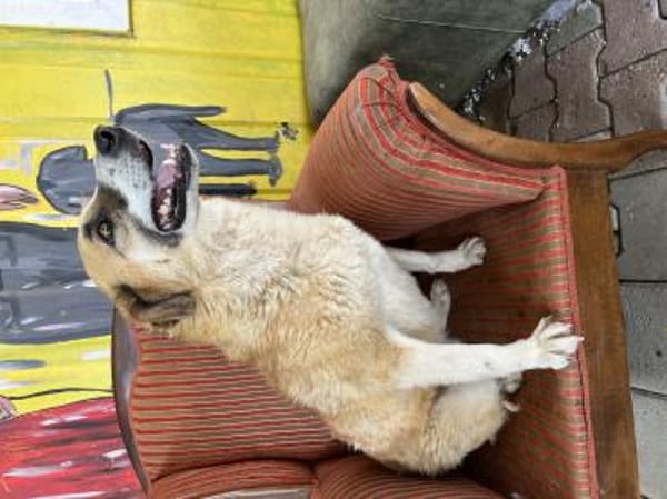 Kana sucht ein Zuhause / Pflegestelle