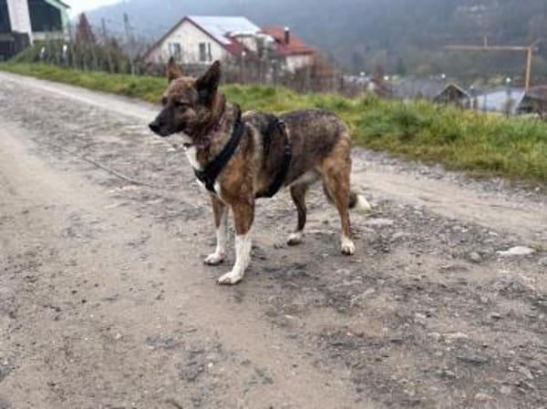 Emma sucht ein Zuhause