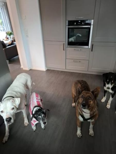 Emma sucht ein Zuhause