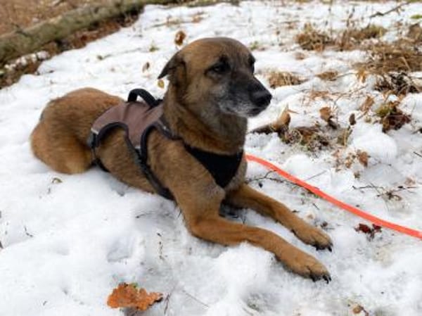 NISHA sucht eine aktive Familie