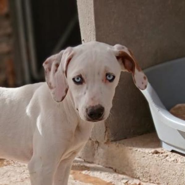 Stella - blauäugige Schönheit