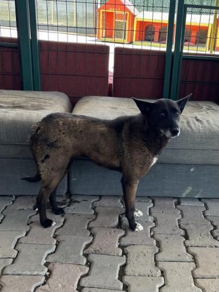 Lilli sucht ein Zuhause / Pflegestelle