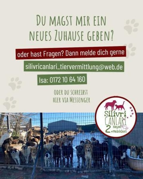 Lilli sucht ein Zuhause / Pflegestelle