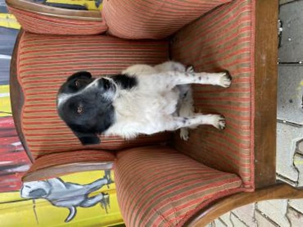 Priya sucht ein Zuhause / Pflegestelle