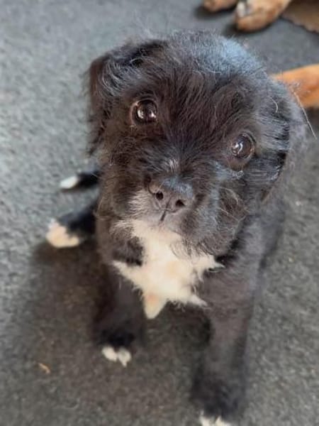 Trash , aus dem Müll gerettet