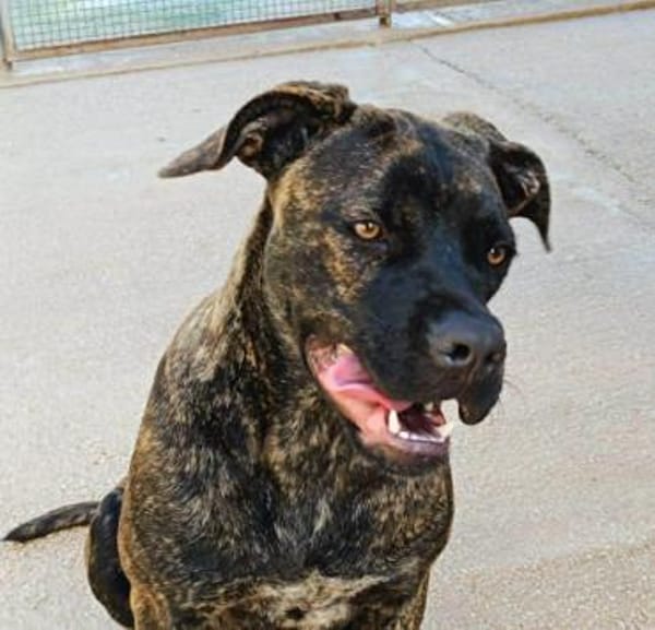 Vita, in der Tierherberge Donzdorf