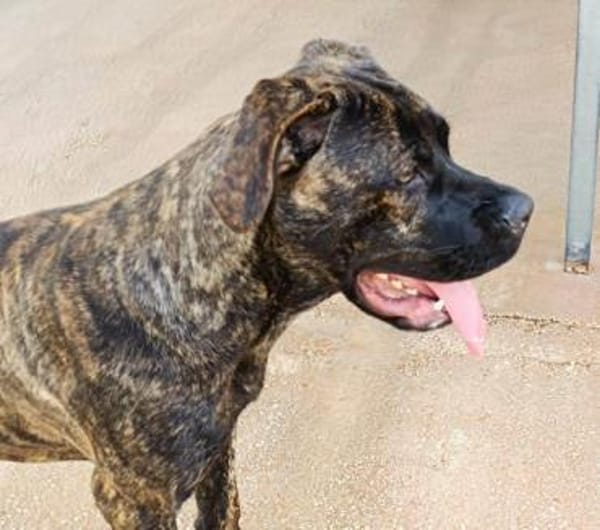 Vita, in der Tierherberge Donzdorf