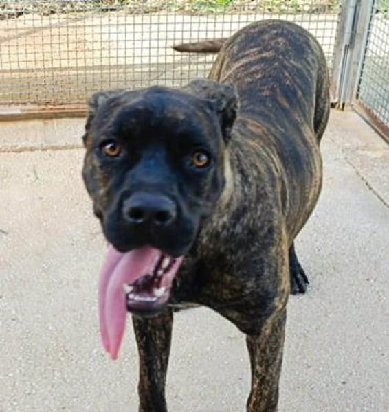 Vita, in der Tierherberge Donzdorf