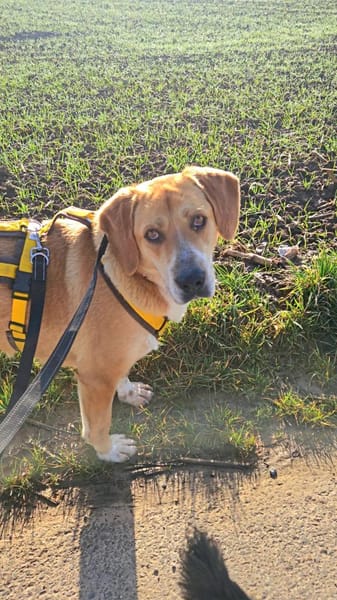 Milk sucht ein Zuhause