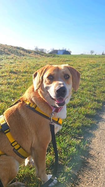 Milk sucht ein Zuhause