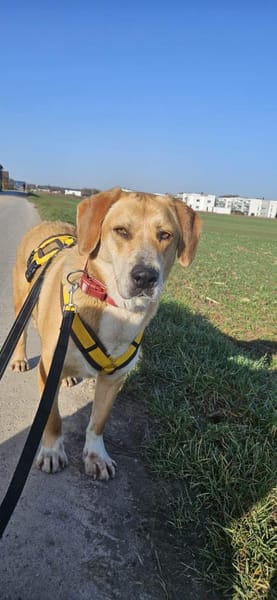 Milk sucht ein Zuhause