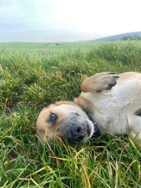 🐶Nino 💚 sucht seine Familie