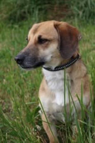 🐶Nino 💚 sucht seine Familie