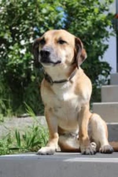 🐶Nino 💚 sucht seine Familie