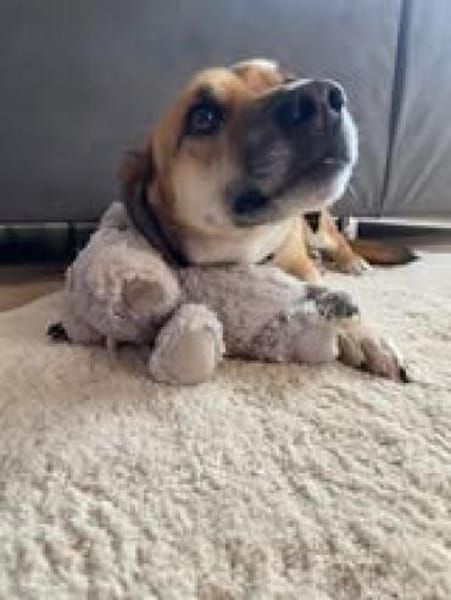 🐶Nino 💚 sucht seine Familie