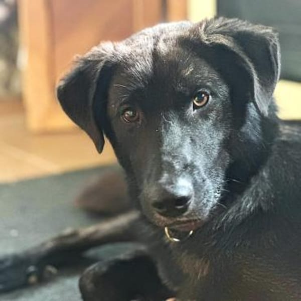 Anhänglicher Pancho sucht Zuhause