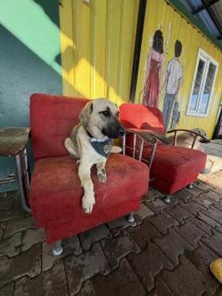 Smartie sucht ein Zuhause / Pflegestelle