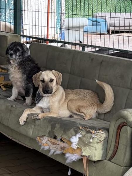 Smartie sucht ein Zuhause / Pflegestelle