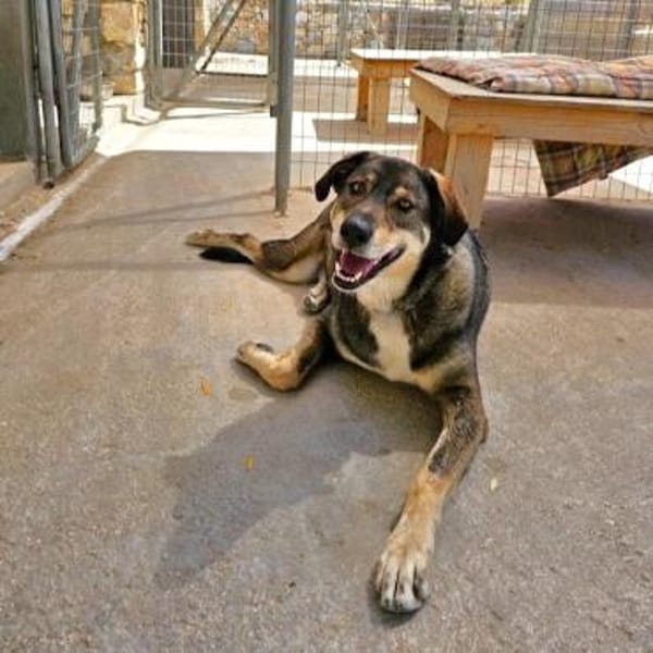 Caesar - Sanfter und verschmuster Riese