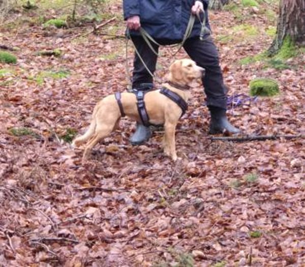 Wilma sucht ein Zuhause