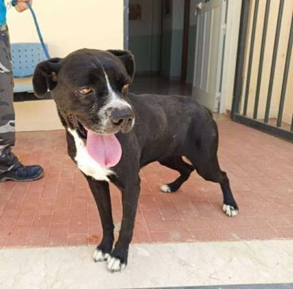 Zaira in der Tierherberge Donzdorf