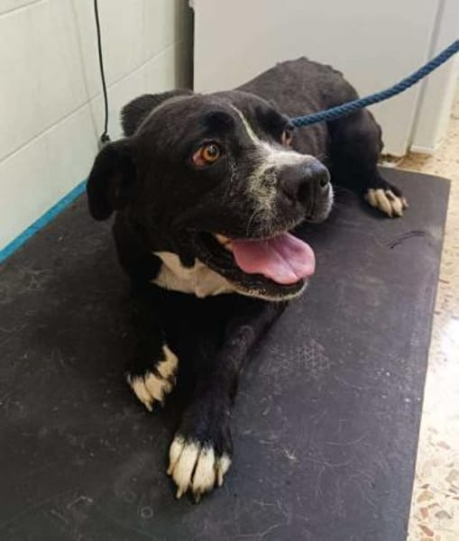 Zaira in der Tierherberge Donzdorf