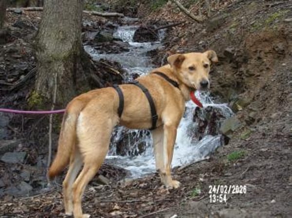 Sanfte Fidschi sucht sicheren Hafen