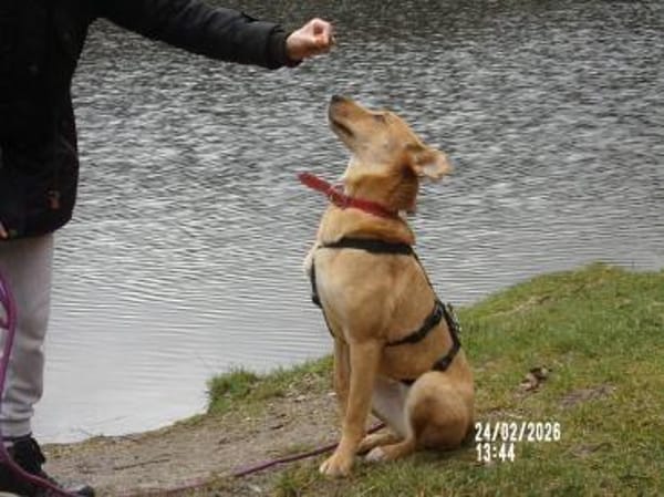 Sanfte Fidschi sucht sicheren Hafen