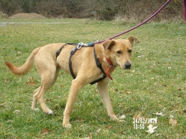 Sanfte Fidschi sucht sicheren Hafen