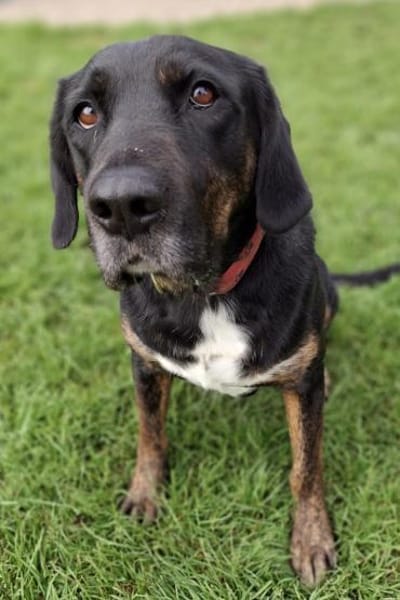 Leo 💗 wartet in 84524 Neuötting