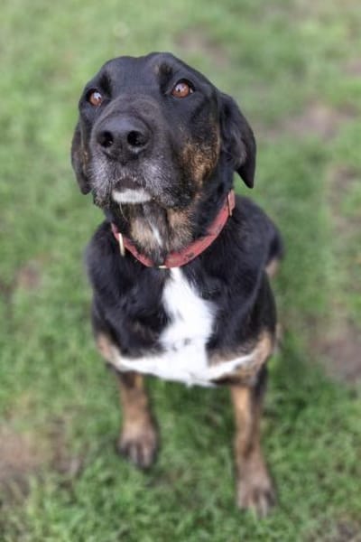 Leo 💗 wartet in 84524 Neuötting