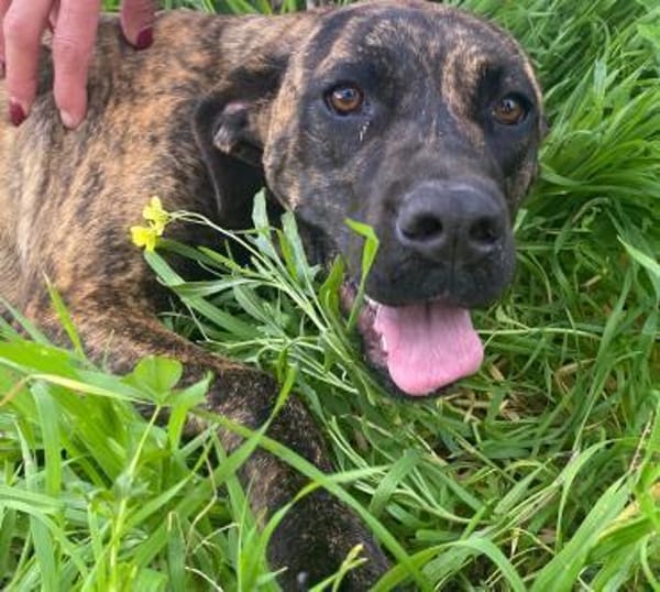 Vania, in der Tierherberge Donzdorf