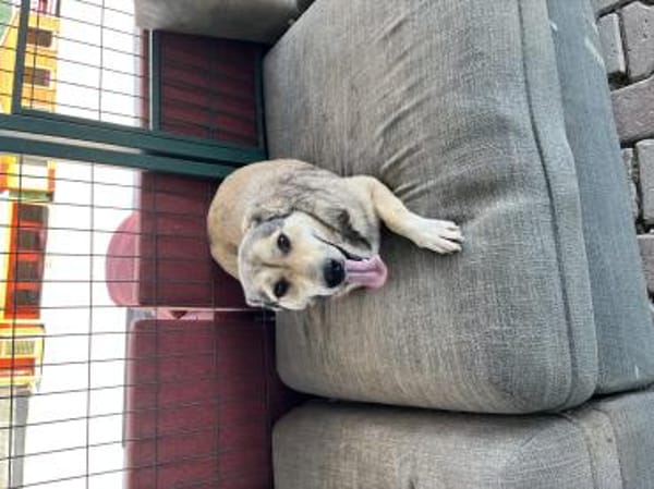 Pamuk sucht ein Zuhause / Pflegestelle