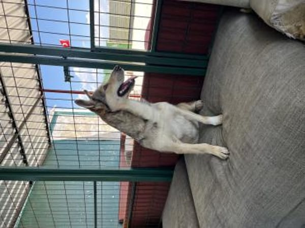 Pamuk sucht ein Zuhause / Pflegestelle