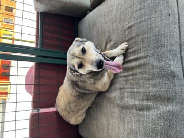 Pamuk sucht ein Zuhause / Pflegestelle