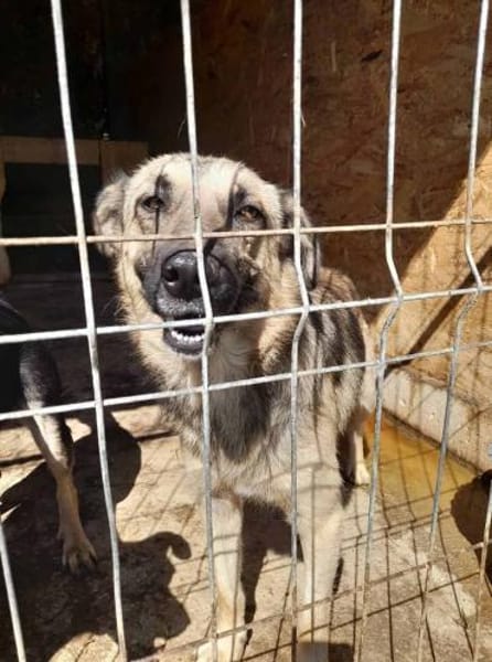 Marty - Der Anschmiegsame 🐾