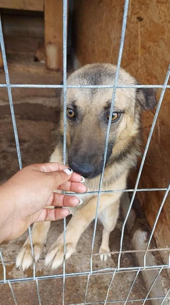 Marty - Der Anschmiegsame 🐾