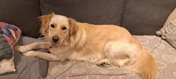 ELLA - na eben ein richtiger Retriever