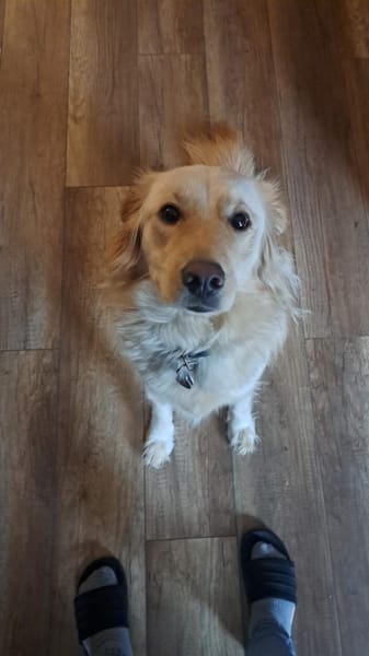 ELLA - na eben ein richtiger Retriever