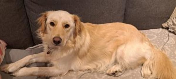 ELLA - na eben ein richtiger Retriever