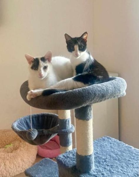 Geschwister Penny und Pepe