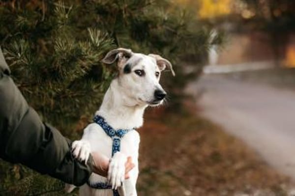 Sanfte Bimka sucht ihr Zuhause