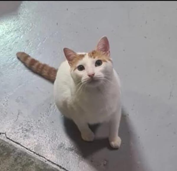 Denis Powerschmuser sucht tolle Familie